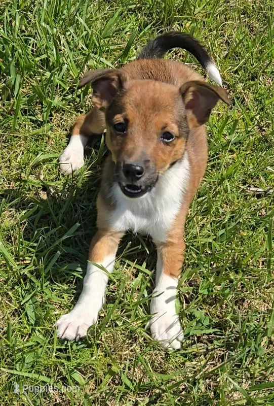 Dojii – Shetland Sheepdog, Jack Russell Terrier puppy for sale in Jasonville, IN