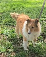 Dojii, a male Shetland Sheepdog and Jack Russell Terrier for sale in Jasonville, IN – Photo 8 of 8