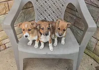 Dojii, a male Shetland Sheepdog and Jack Russell Terrier for sale in Jasonville, IN – Photo 6 of 8