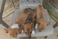 Dojii, a male Shetland Sheepdog and Jack Russell Terrier for sale in Jasonville, IN – Photo 4 of 8