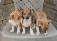 Dojii, a male Shetland Sheepdog and Jack Russell Terrier for sale in Jasonville, IN – Photo 7 of 8