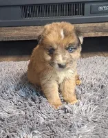 Lola, a female Australian Shepherd and Dutch Shepherd for sale in Jasonville, IN – Photo 2 of 5