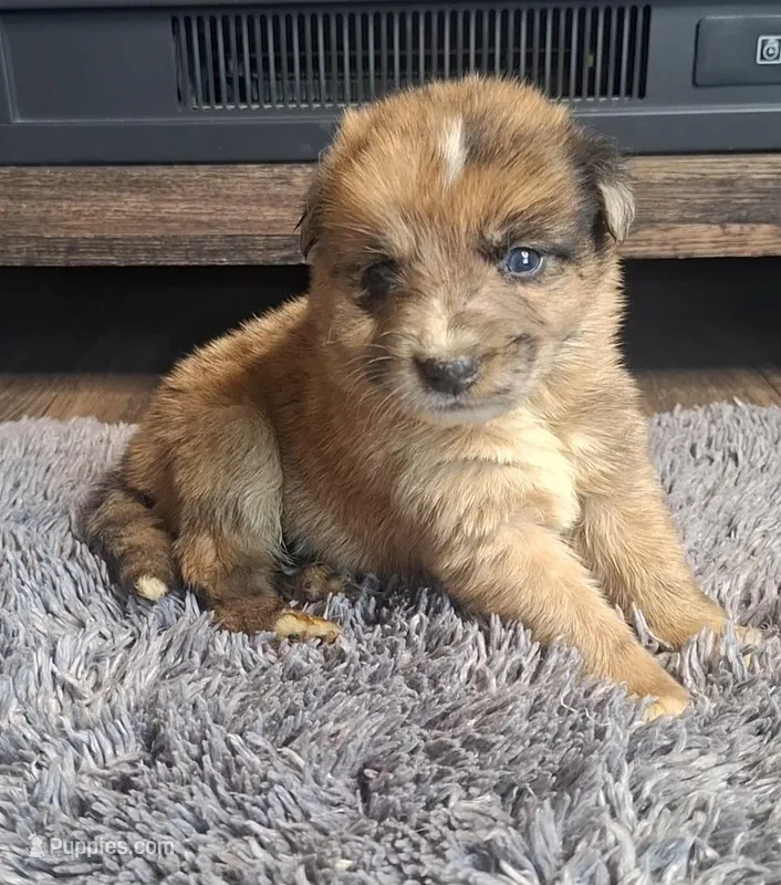 Lola, a female Australian Shepherd and Dutch Shepherd for sale in Jasonville, IN – Photo 1 of 5