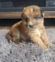 Lola, a female Australian Shepherd and Dutch Shepherd for sale in Jasonville, IN – Photo 1 of 5