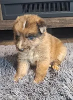 Lola, a female Australian Shepherd and Dutch Shepherd for sale in Jasonville, IN – Photo 4 of 5