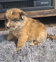 Lola, a female Australian Shepherd and Dutch Shepherd for sale in Jasonville, IN – Photo 3 of 5