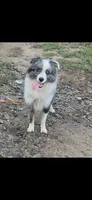 Boots Girl # 7, a female Australian Shepherd for sale in Jasonville, IN – 6 of 6