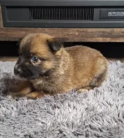 Carly, a female Australian Shepherd and Dutch Shepherd for sale in Jasonville, IN – Photo 4 of 5