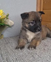 Carly, a female Australian Shepherd and Dutch Shepherd for sale in Jasonville, IN – Photo 3 of 5