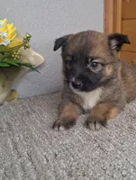 Carly, a female Australian Shepherd and Dutch Shepherd for sale in Jasonville, IN – Photo 4 of 5