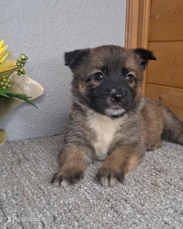 Carly – Australian Shepherd, Dutch Shepherd puppy for sale in Jasonville, IN