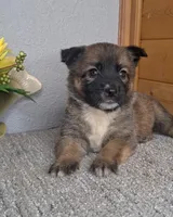 Carly, a female Australian Shepherd and Dutch Shepherd for sale in Jasonville, IN – Photo 1 of 5