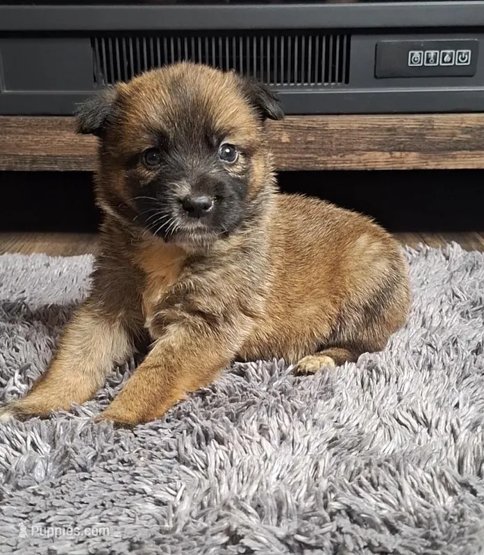Carly, a female Australian Shepherd and Dutch Shepherd for sale in Jasonville, IN – Photo 1 of 5