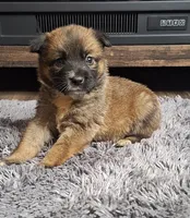 Carly, a female Australian Shepherd and Dutch Shepherd for sale in Jasonville, IN – Photo 1 of 5