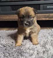 Carly, a female Australian Shepherd and Dutch Shepherd for sale in Jasonville, IN – Photo 3 of 5