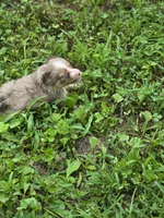 Razzle's red merle girl, a female Toy Australian Shepherd for sale in Jasonville, IN – 4 of 4