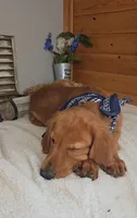 Gabe, a male Golden Retriever for sale in Jasonville, IN – 2 of 6