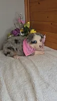 Boots Girl # 6, a female Australian Shepherd for sale in Jasonville, IN – 5 of 5