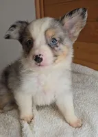 Razzle's blue merle girl # 3, a female Toy Australian Shepherd for sale in Jasonville, IN – 2 of 8