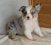 Razzle's blue merle girl # 3, a female Toy Australian Shepherd for sale in Jasonville, IN – 1 of 8