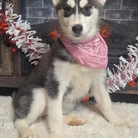 Olivia/make offer, a female Siberian Husky for sale in Jasonville, IN – Photo 1 of 5