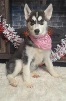 Olivia, a female Siberian Husky for sale in Jasonville, IN – Photo 1 of 5