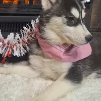 Olivia/make offer, a female Siberian Husky for sale in Jasonville, IN – Photo 3 of 5