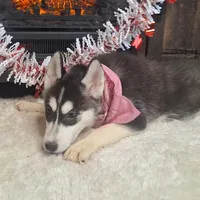 Olivia/make offer, a female Siberian Husky for sale in Jasonville, IN – Photo 2 of 5