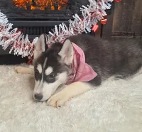 Olivia, a female Siberian Husky for sale in Jasonville, IN – Photo 2 of 5