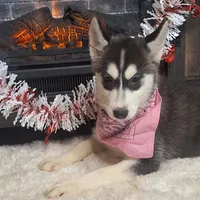 Olivia/make offer, a female Siberian Husky for sale in Jasonville, IN – Photo 5 of 5