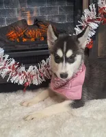 Olivia, a female Siberian Husky for sale in Jasonville, IN – Photo 5 of 5