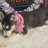 Olivia/make offer, a female Siberian Husky for sale in Jasonville, IN – Photo 4 of 5