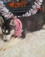 Olivia, a female Siberian Husky for sale in Jasonville, IN – Photo 4 of 5