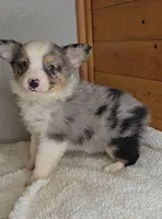 Razzle's blue merle girl # 3, a female Toy Australian Shepherd for sale in Jasonville, IN – 3 of 8