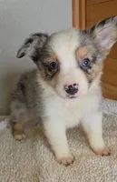 Razzle's blue merle girl # 3, a female Toy Australian Shepherd for sale in Jasonville, IN – 6 of 8