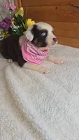 Boots Girl # 7, a female Australian Shepherd for sale in Jasonville, IN – 2 of 6
