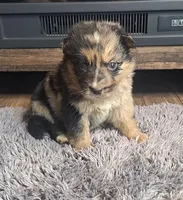 Luna, a female Australian Shepherd and Dutch Shepherd for sale in Jasonville, IN – Photo 1 of 5