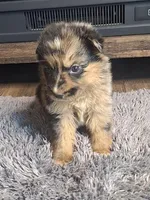 Luna, a female Australian Shepherd and Dutch Shepherd for sale in Jasonville, IN – Photo 2 of 5