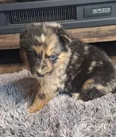 Luna, a female Australian Shepherd and Dutch Shepherd for sale in Jasonville, IN – Photo 3 of 5
