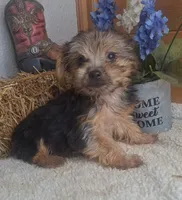 Levin, a male Yorkshire Terrier for sale in Jasonville, IN – 3 of 4