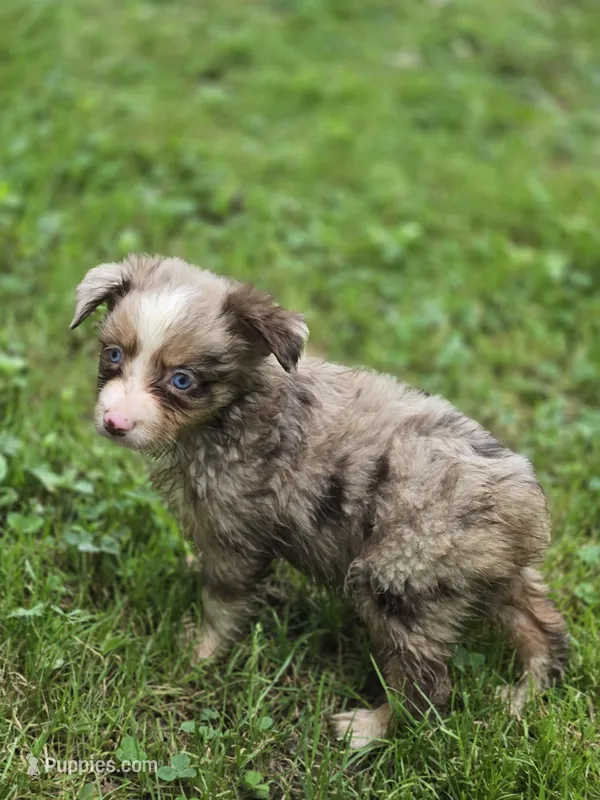Razzle's red merle girl – Toy Australian Shepherd puppy for sale in Jasonville, IN