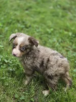 Razzle's red merle girl, a female Toy Australian Shepherd for sale in Jasonville, IN – 1 of 4