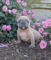 Peanut / SPECIAL DEAL, a male French Bulldog for sale in Jasonville, IN – 1 of 4