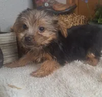 Levin, a male Yorkshire Terrier for sale in Jasonville, IN – 4 of 4