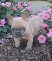 Peanut / SPECIAL DEAL, a male French Bulldog for sale in Jasonville, IN – 4 of 4
