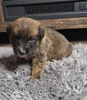 Brantley, a male Australian Shepherd and Dutch Shepherd for sale in Jasonville, IN – Photo 4 of 5