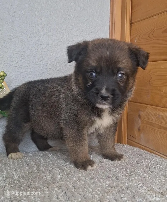 Brantley – Australian Shepherd, Dutch Shepherd puppy for sale in Jasonville, IN
