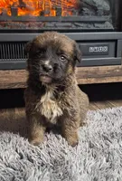 Brantley, a male Australian Shepherd and Dutch Shepherd for sale in Jasonville, IN – Photo 3 of 5