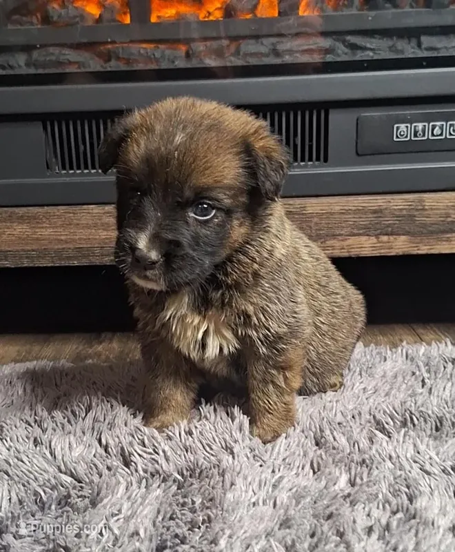 Brantley, a male Australian Shepherd and Dutch Shepherd for sale in Jasonville, IN – Photo 1 of 5