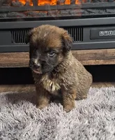 Brantley, a male Australian Shepherd and Dutch Shepherd for sale in Jasonville, IN – Photo 1 of 5